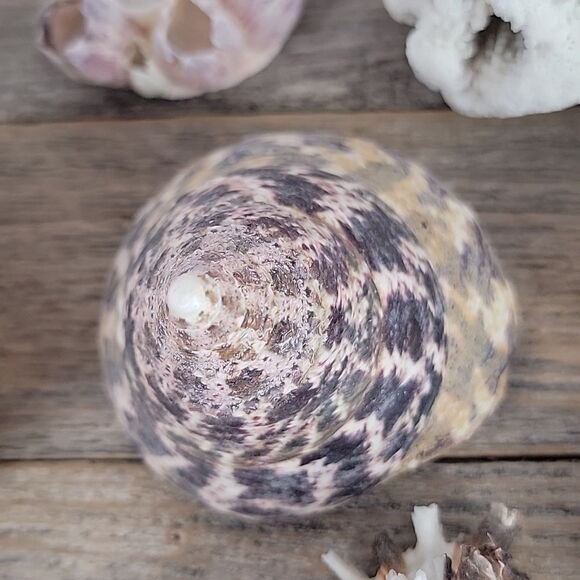 Assorted Seashell and Coral Collection 20 pieces - Picture 11 of 12